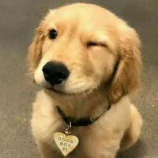 😉 GOOD BOY #1 หมา, ลูกหมา, สัตว์เลี้ยง, โกลเด้น รีทรีฟเวอร์, ขยิบตา, น่ารัก, สัตว์, เด็กดี whatsapp sticker