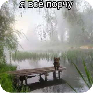 😢 Я всё порчу cat, lake, fog, nature, pier, russian, text whatsapp sticker