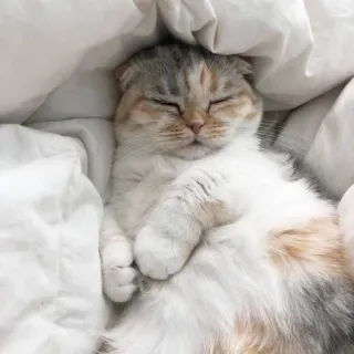 😴 chat, dormir, mignon, animal, animal de compagnie, félin whatsapp sticker