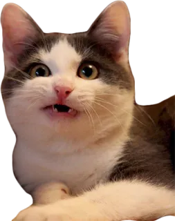 🤥 cat, animal, pet, domestic animal, mammal, feline, domestic cat telegram sticker