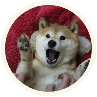 😱 perro, shiba inu, lindo, animal, mascota, gracioso telegram sticker