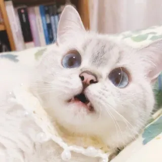🐈 猫, 動物, ペット, かわいい, 青い目, 白い猫 whatsapp sticker
