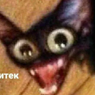 🎥 итек cat, funny, animal, meme telegram sticker