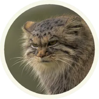 😠 кот, манул, животное, дикий кот, милый, млекопитающее telegram sticker