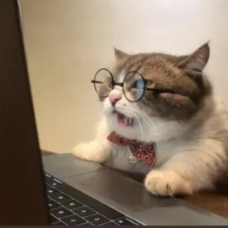 🤨 cat, laptop, glasses, bow tie, animal, typing, computer telegram sticker