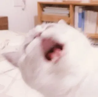 🐈 kot, ziewanie, zwierzę, zwierzę domowe, domowy, śpiący, koci telegram sticker