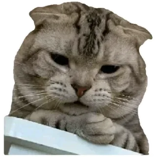 😸 cat, animal, pet, cute, sticker, scottish fold, tabby telegram sticker