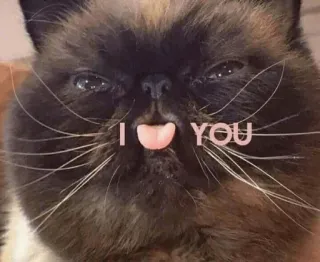 ❤️ I U YOU 고양이, 스티커, 애완 동물, 동물, 웃긴, 귀여운, 혀 telegram sticker