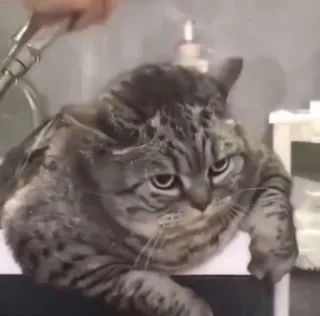 😡 cat, pet, animal, domestic cat, tabby, feline whatsapp sticker