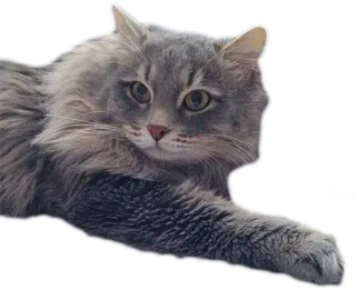 👉 cat, pet, animal, domestic cat, fluffy, gray, feline telegram sticker