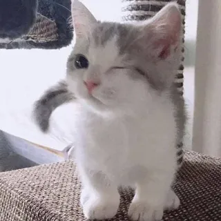 🥰 小猫, 猫, 动物, 可爱, 宠物, 眨眼 telegram sticker