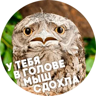 😩 У ТЕБЯ
В ГОЛОВЕ
МЫШЬ
СДОХЛА 새, 올빼미, 포토, 웃긴, 모욕, 농담, 쥐 telegram sticker