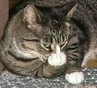 🐈 chat, doigt d'honneur, offensant, animal, impoli, geste whatsapp sticker