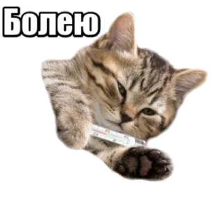 🤒 Болею cat, sick, thermometer, illness telegram sticker