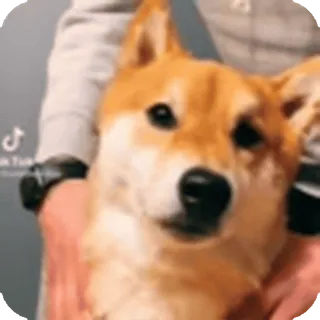 🌟