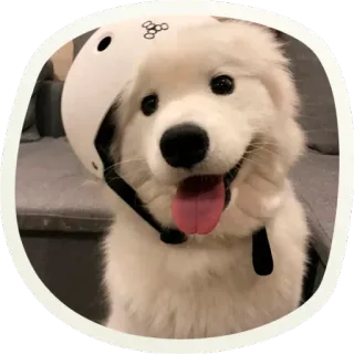 😝 собака, шлем, безопасность, щенок, животное, милый, питомец telegram sticker