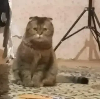 😳 gato, animal, animal de estimação, scottish fold, gato doméstico, felino telegram sticker