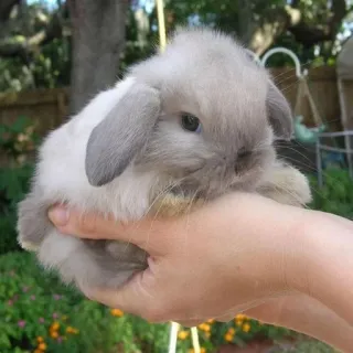🌟 rabbit, bunny, pet, animal, cute, fluffy, lop-eared whatsapp sticker