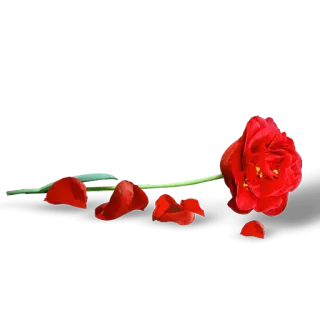 ⭐️ rose, flower, red, petals, nature, floral telegram sticker