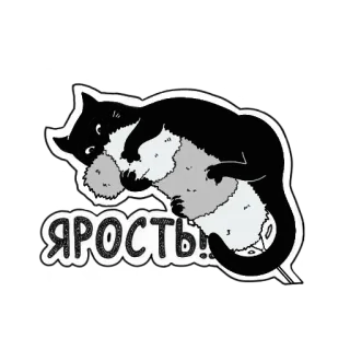 😡 ЯРОСТЬ! кот, злость, злой, ярость, кошачий, черно-белый whatsapp sticker