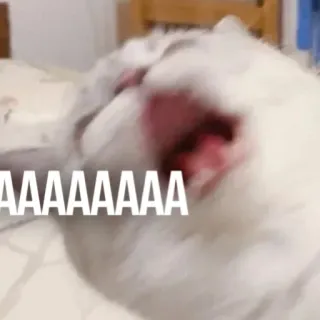 😵 AAAAAAAA แมว, กรีดร้อง, มีม, สัตว์, ตลก telegram sticker
