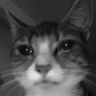🐈‍⬛️ кот, питомец, животное, чёрно-белый, грустный, кошачий telegram sticker