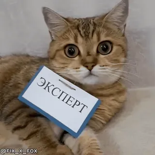 Видеостикеры telegram stickers