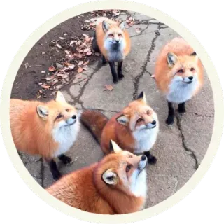 😐 vos, dier, wildlife, zoogdier, rode vos, natuur telegram sticker