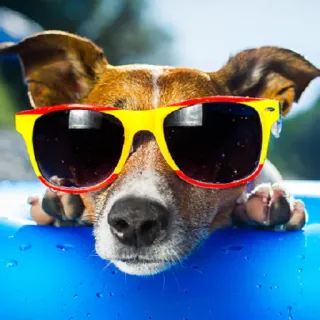 😎 cane, occhiali da sole, estate, animale domestico, animale, cool, sole, rilassante telegram sticker