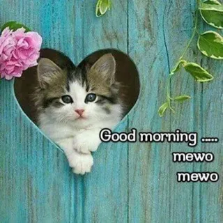 😍 Good morning .....
mewo
mewo kucing, anak kucing, selamat pagi, hati, imut, binatang, hewan peliharaan, salam telegram sticker