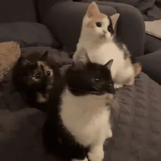 🤪 chat, chaton, mignon, animaux, animaux de compagnie, animaux domestiques telegram sticker