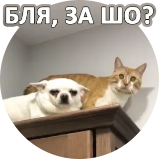 😢 БЛЯ, ЗА ШО? gatto, cane, russo, divertente, meme, adesivo whatsapp sticker