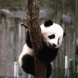 😛 panda, animal, escalada, árvore, mamífero, fofo telegram sticker