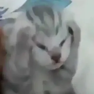 😰 Katze, Kätzchen, süß, Tier, Haustier, grau telegram sticker