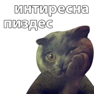 😕 интересна
пиздес cat, meme, funny, russian, sticker whatsapp sticker