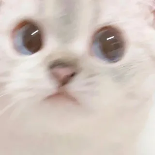 😶 gatto, animale, carino, gattino, animale domestico, domestico telegram sticker