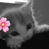 🌸