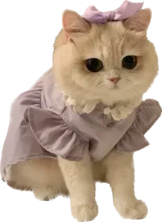 🎀 แมว, สัตว์เลี้ยง, ชุดเดรส, น่ารัก, สัตว์, ลูกแมว telegram sticker