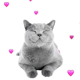 ❤️ cat, hearts, gray cat, cute cat, pet, animal, sticker telegram sticker