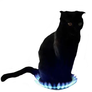 😾 kucing, kucing hitam, kompor gas, api, humor, hewan telegram sticker