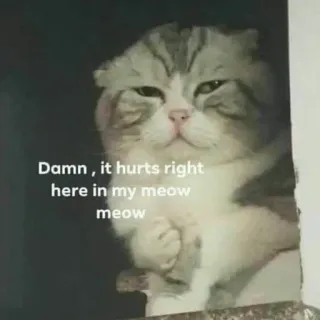 🤡 Damn , it hurts right here in my meow meow кот, мем, грустный, больно, мяу telegram sticker