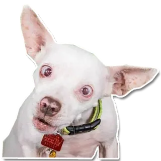 😦 chien, mignon, animal, animal de compagnie, blanc, Chihuahua telegram sticker