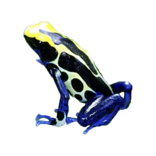 🐸 カエル, ヤドクガエル, 両生類, 野生動物, 動物, 自然 telegram sticker