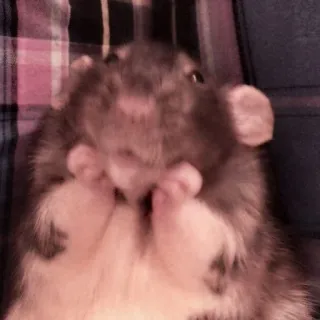 🤏 rat, rodent, cute, animal, pet telegram sticker