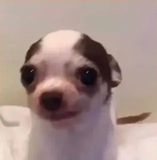 🐩 dog, chihuahua, puppy, animal, cute, pet telegram sticker