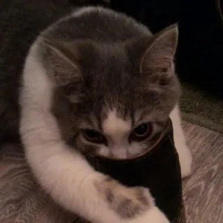 😶 cat, kitten, animal, pet, playing, gray, white whatsapp sticker