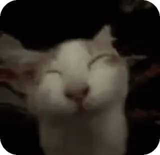 🤭 cat, animal, pet, domestic animal, domestic cat, white, eyes closed whatsapp sticker