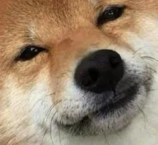 😑 chien, Shiba Inu, mème, suffisant, animal, animal de compagnie telegram sticker
