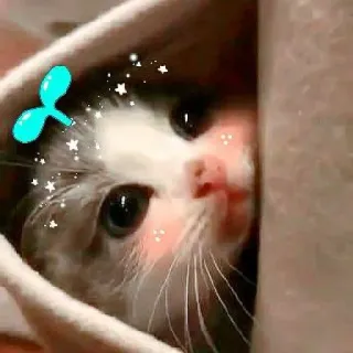 🥺 chat, mignon, chaton, animal, animal de compagnie, kawaii whatsapp sticker