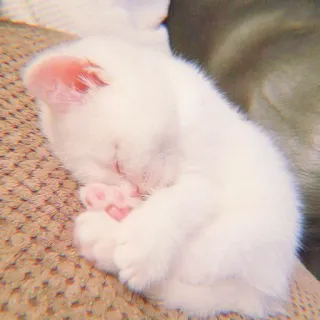 🐯 gattino, gatto, dormire, bianco, animale, animale domestico, carino whatsapp sticker